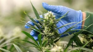 Experts reveal cannabis use may raise the risk of diabetes, urging users to stay alert about long-term health dangers.