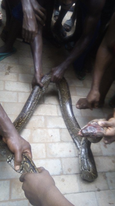 Python runs into home for shelter A terrified family running out of their flooded home as a python and other snakes crawl in for shelter.