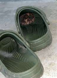 Snake hiding in a shoe A man shocked after finding a snake hiding inside his shoe at home.