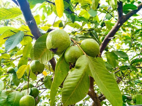 Guava Man caught beating a small boy for plucking guava in his compound.