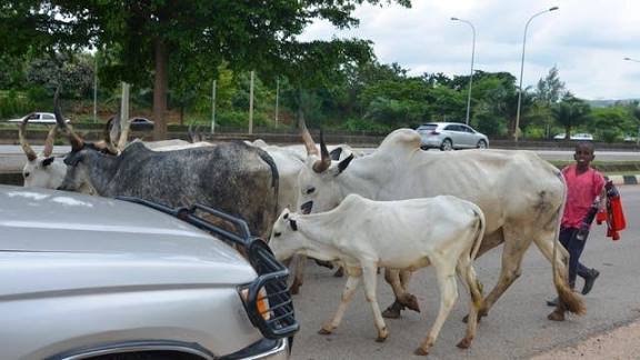 Cow knocks a boy down A stray cow knocks down a young boy on a busy street in Port Harcourt, causing panic among residents.